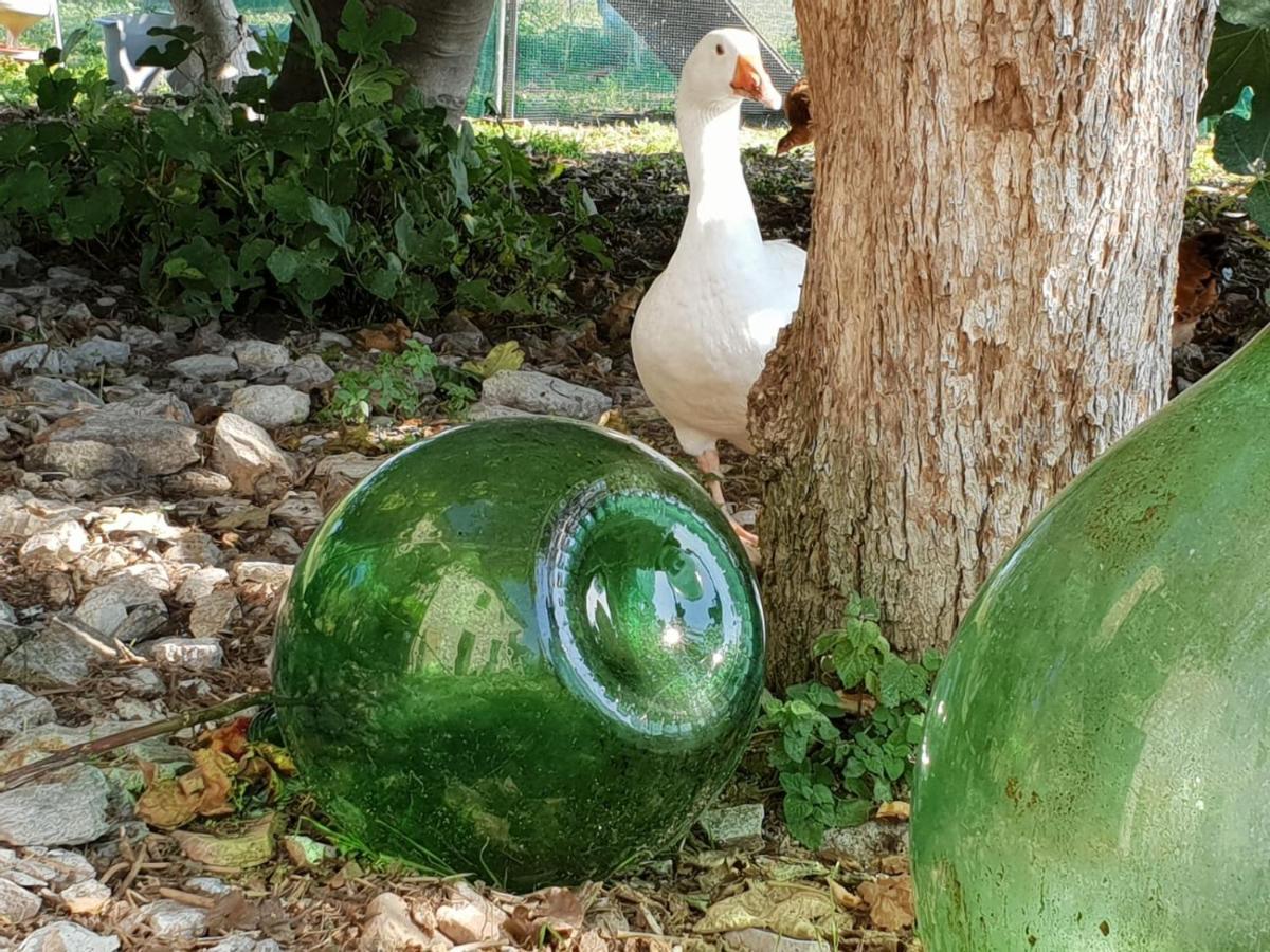 B & B La Primavera Pergola Kültér fotó
